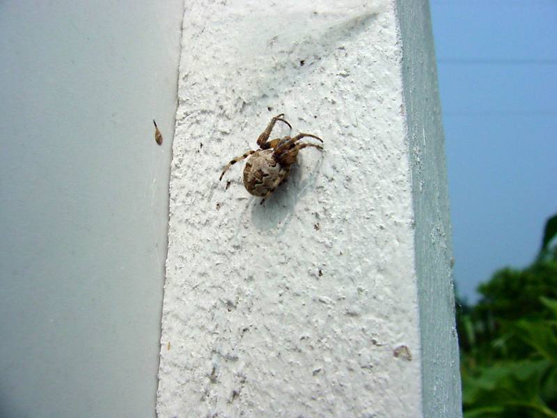 Spider {!--거미-->; DISPLAY FULL IMAGE.