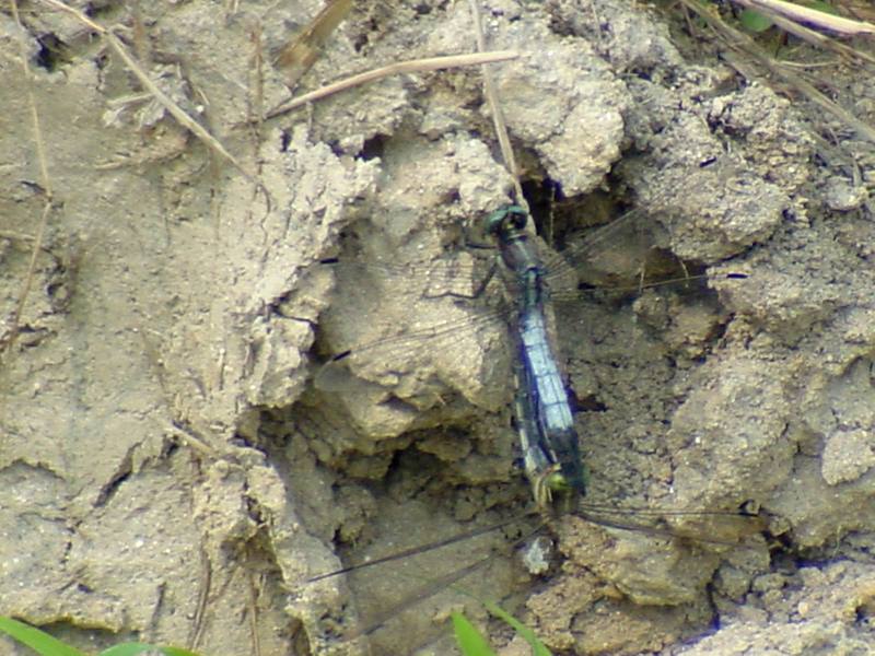 Dragonfly {!--잠자리--> - mating pair; DISPLAY FULL IMAGE.