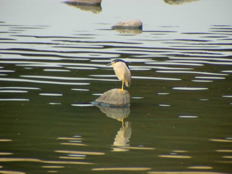 Black-crowned Night Heron {!--해오라기-->; DISPLAY FULL IMAGE.