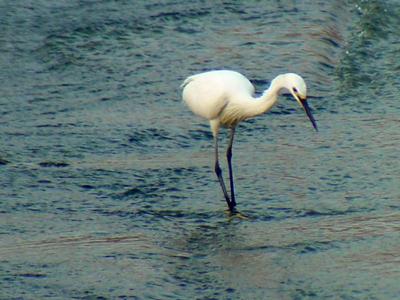 Little Egret (Egretta garzetta garzetta){!--쇠백로-->; DISPLAY FULL IMAGE.