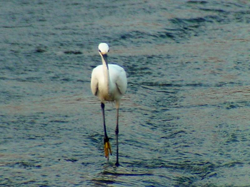 Little Egret (Egretta garzetta garzetta){!--쇠백로-->; DISPLAY FULL IMAGE.