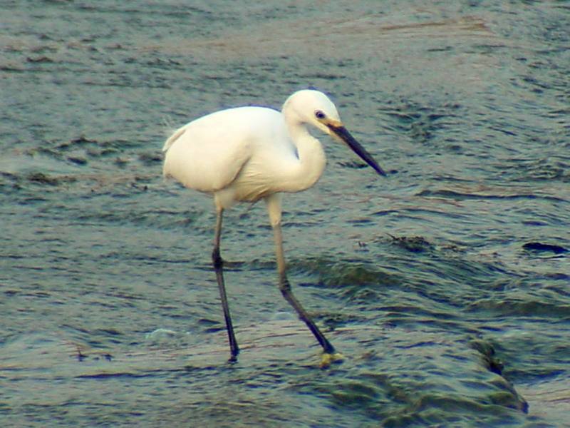 Little Egret (Egretta garzetta garzetta){!--쇠백로-->; DISPLAY FULL IMAGE.