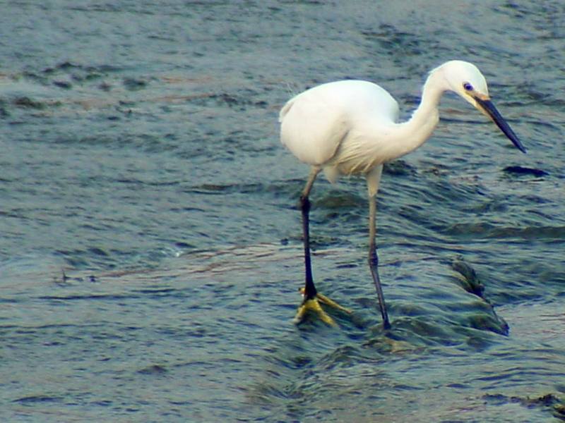 Little Egret (Egretta garzetta garzetta){!--쇠백로-->; DISPLAY FULL IMAGE.