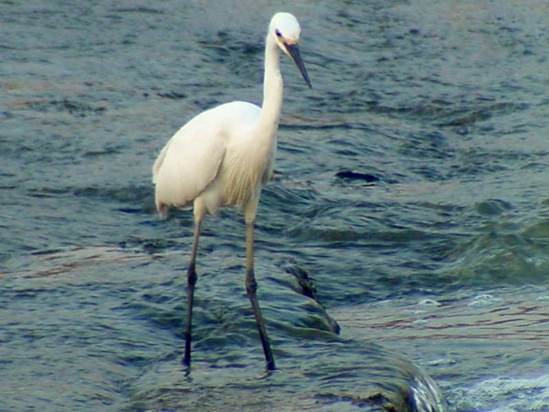 Little Egret (Egretta garzetta garzetta){!--쇠백로-->; DISPLAY FULL IMAGE.