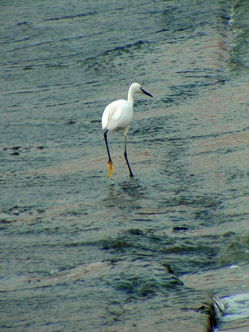 Little Egret (Egretta garzetta garzetta){!--쇠백로-->; DISPLAY FULL IMAGE.