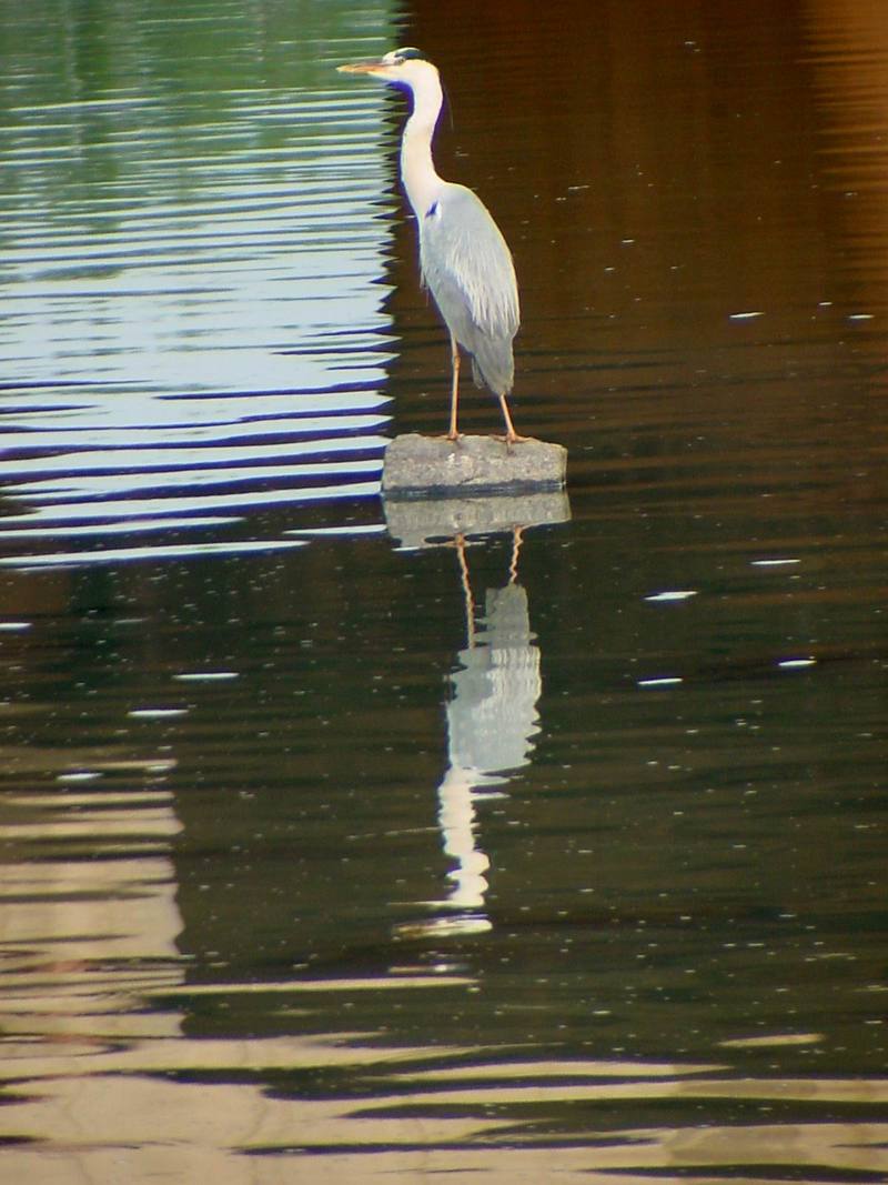 Gray Heron{!--왜가리-->; DISPLAY FULL IMAGE.