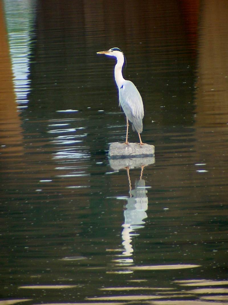 Gray Heron{!--왜가리-->; DISPLAY FULL IMAGE.
