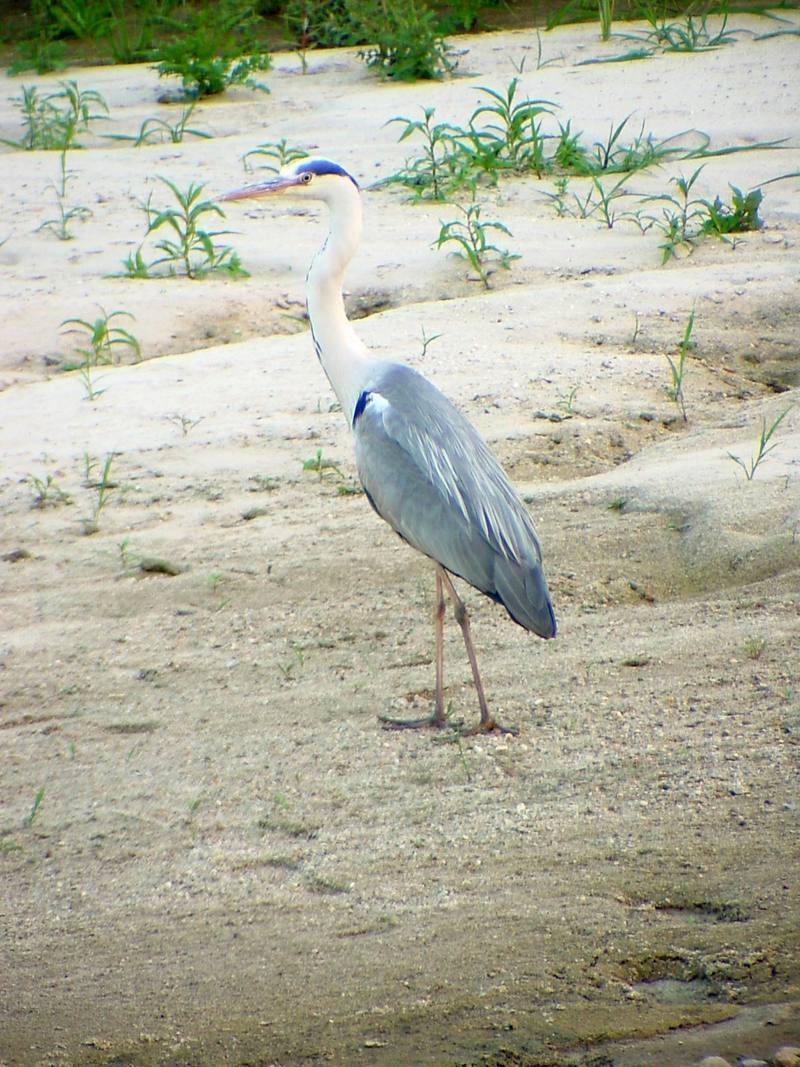 Gray Heron{!--왜가리-->; DISPLAY FULL IMAGE.