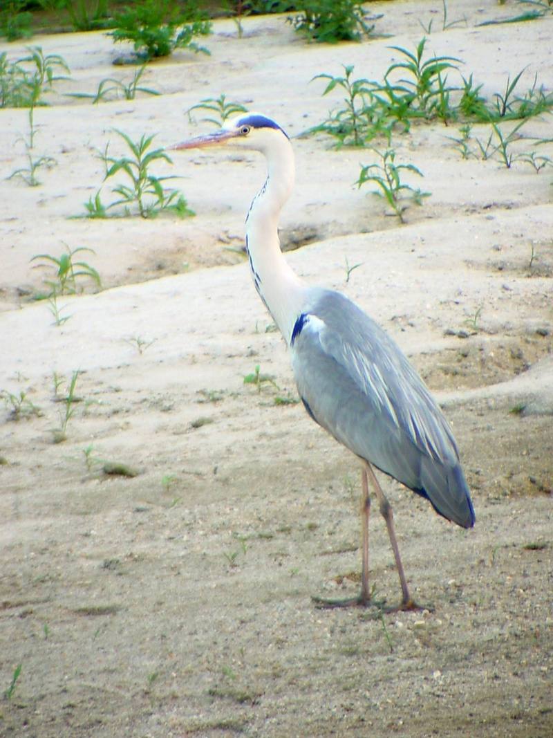 Gray Heron{!--왜가리-->; DISPLAY FULL IMAGE.