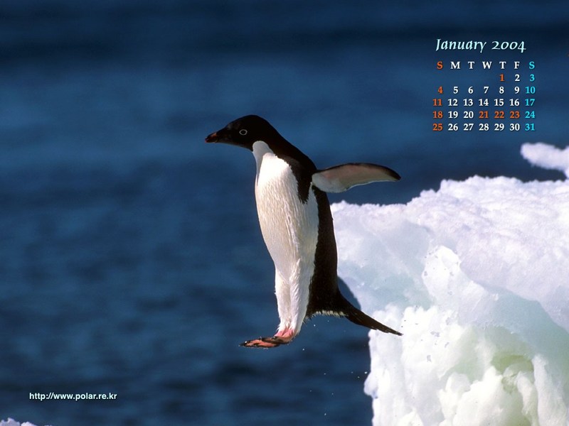 KOPRI Calendar 2004.01: Jump of an Adelie Penguin; DISPLAY FULL IMAGE.