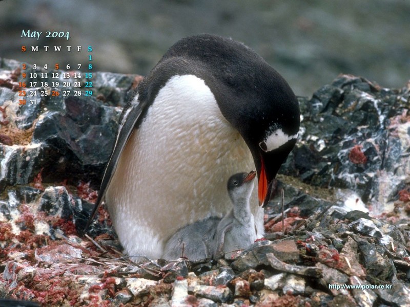 KOPRI Calendar 2004.05: Gentoo Penguins (Pygoscelis papua); DISPLAY FULL IMAGE.