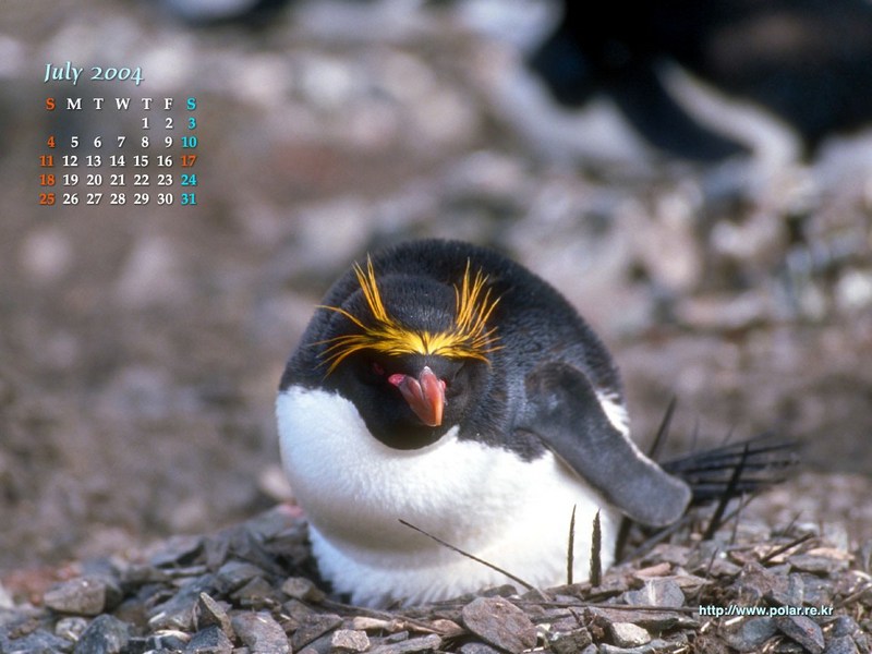 KOPRI Calendar 2004.07: Macaroni Penguin (Eudyptes chrysolophus) in nest; DISPLAY FULL IMAGE.