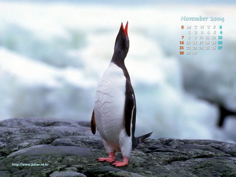 KOPRI Calendar 2004.11: Gentoo Penguin (Pygoscelis papua); DISPLAY FULL IMAGE.