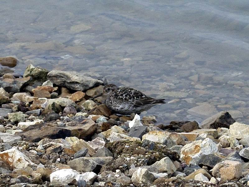 [Arctic Animals] Sanderling (Calidris alba); DISPLAY FULL IMAGE.