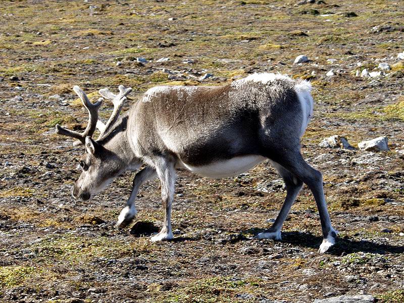 [Arctic Animals] Reindeer (Rangifer tarandus) grazing; DISPLAY FULL IMAGE.