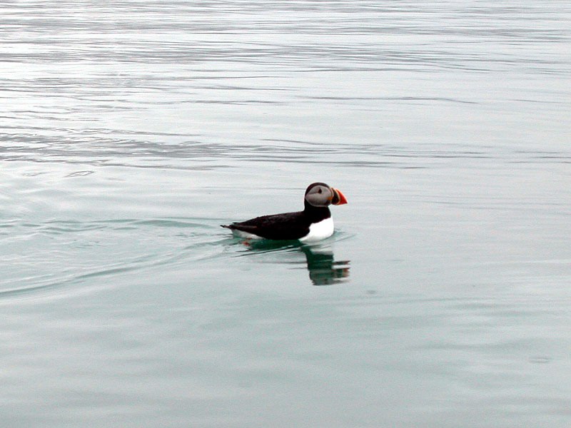 [Arctic Animals] Atlantic Puffin (Fratercula arctica); DISPLAY FULL IMAGE.