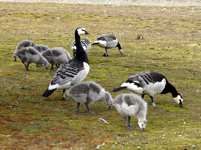 [Arctic Animals] Barnacle Goose (Branta leucopsis) family; DISPLAY FULL IMAGE.