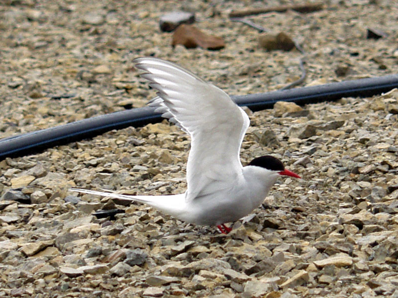 [Arctic Animals] Arctic Tern (Sterna paradisaea); DISPLAY FULL IMAGE.