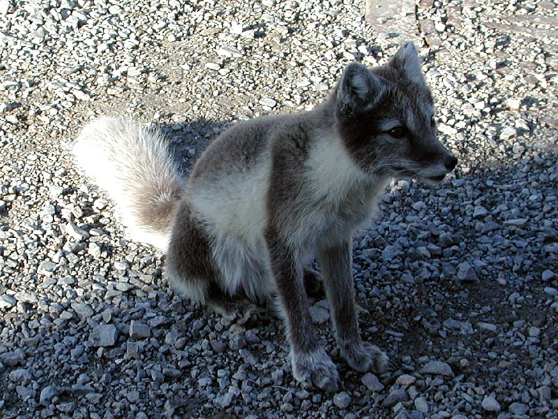 [Arctic Animals] Arctic Fox (Alopex lagopus) - blue phase; DISPLAY FULL IMAGE.
