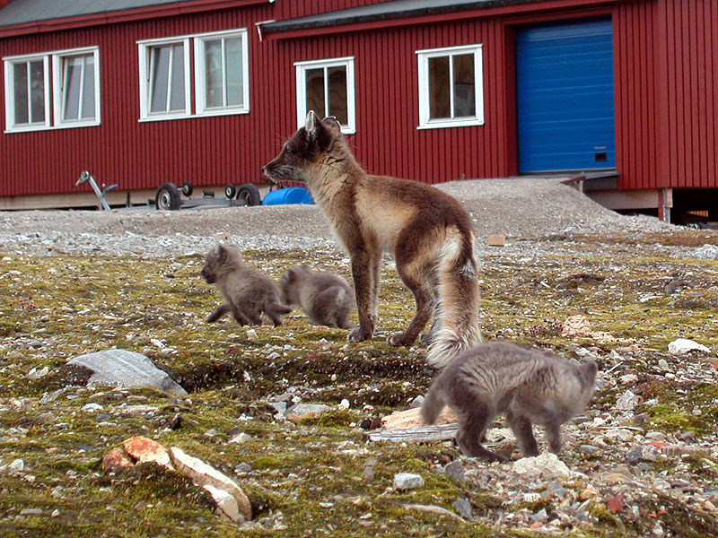 [Arctic Animals] Arctic Fox (Alopex lagopus) family; DISPLAY FULL IMAGE.