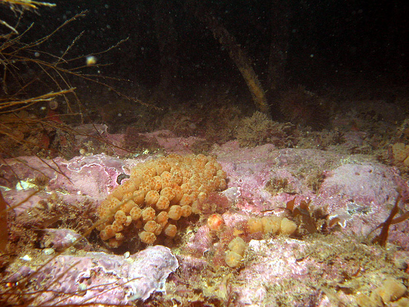 [Arctic Underwater] Colonial Sea Squirt; DISPLAY FULL IMAGE.