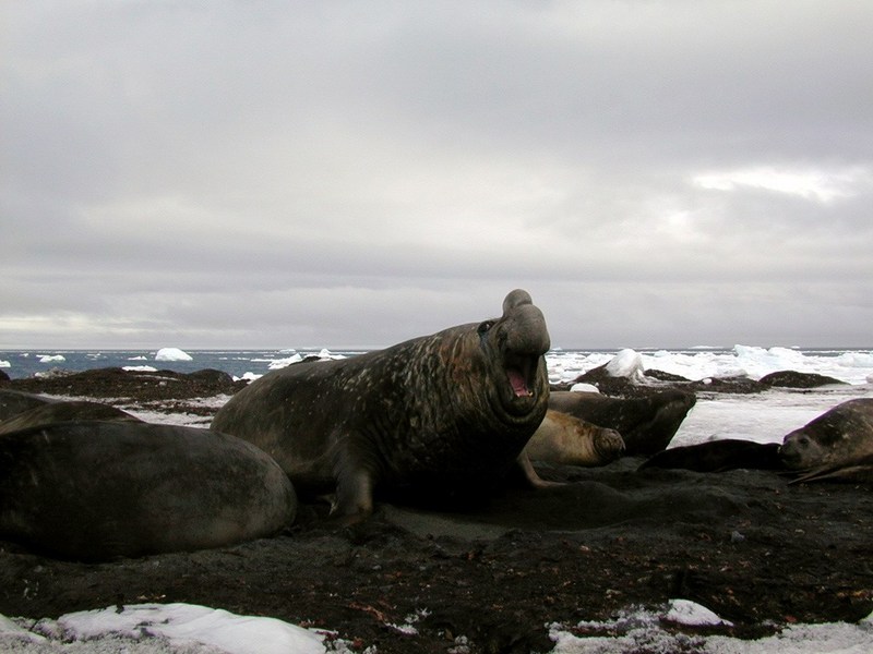 [Arctic Animals] Southern Elephant Seals (Mirounga leonina); DISPLAY FULL IMAGE.