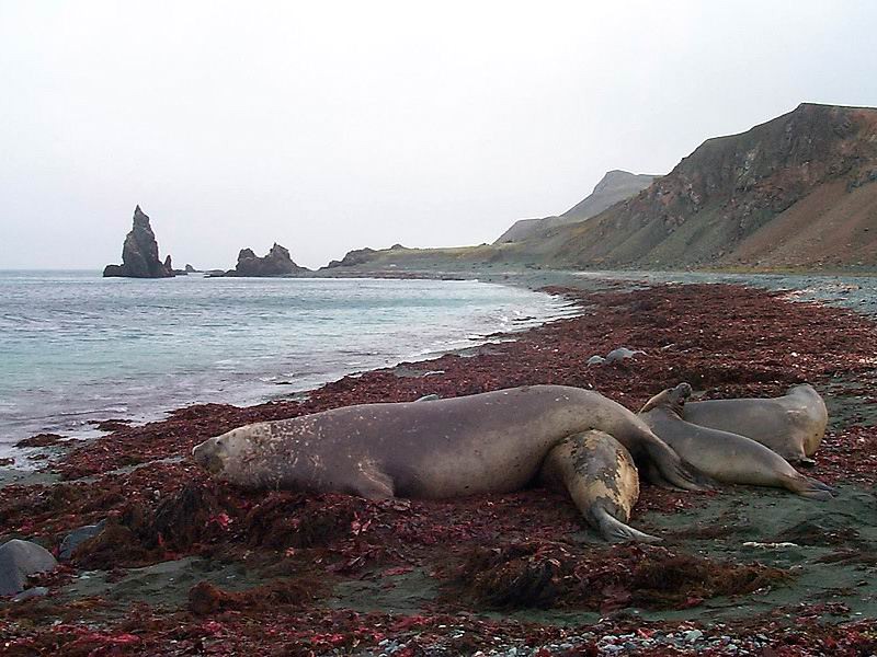 [Antarctic Animals] Southern Elephant Seals (Mirounga leonina); DISPLAY FULL IMAGE.