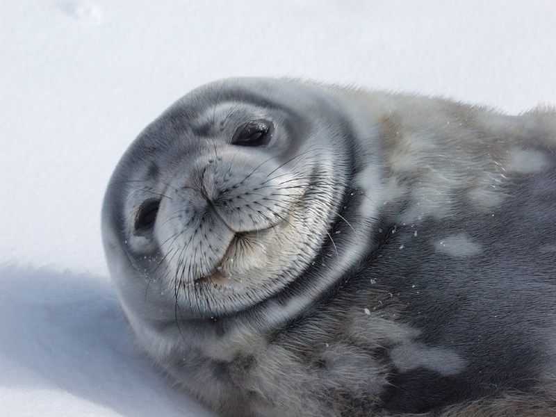 [Antarctic Animals] Weddell Seal (Leptonychotes weddelli); DISPLAY FULL IMAGE.