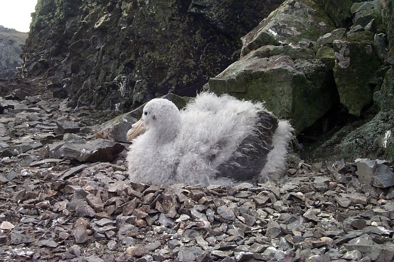 [Antarctic Animals] Greater shearwater (Puffinus gravis); DISPLAY FULL IMAGE.