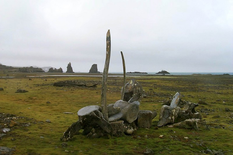 [Antarctic Animals] Whale skull; DISPLAY FULL IMAGE.