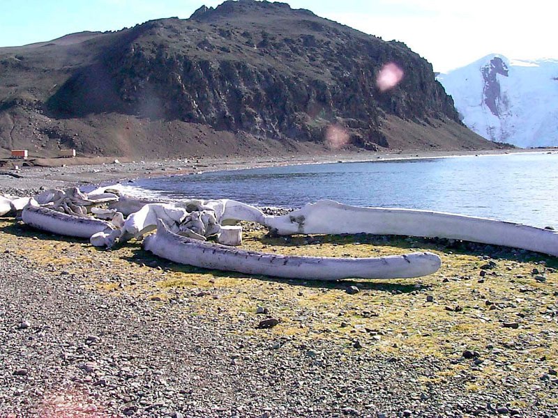 [Antarctic Animals] Whale skeleton; DISPLAY FULL IMAGE.