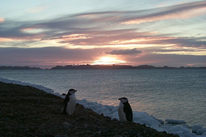 [Antarctic Animals] Chinstrap Penguins (Pygoscelis antarctica); DISPLAY FULL IMAGE.