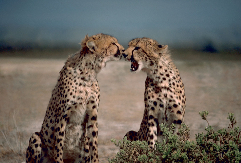 Cheetah (Acinonyx jubatus){!--치타--> pair; DISPLAY FULL IMAGE.