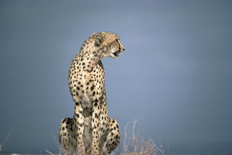 Cheetah (Acinonyx jubatus){!--치타-->; DISPLAY FULL IMAGE.