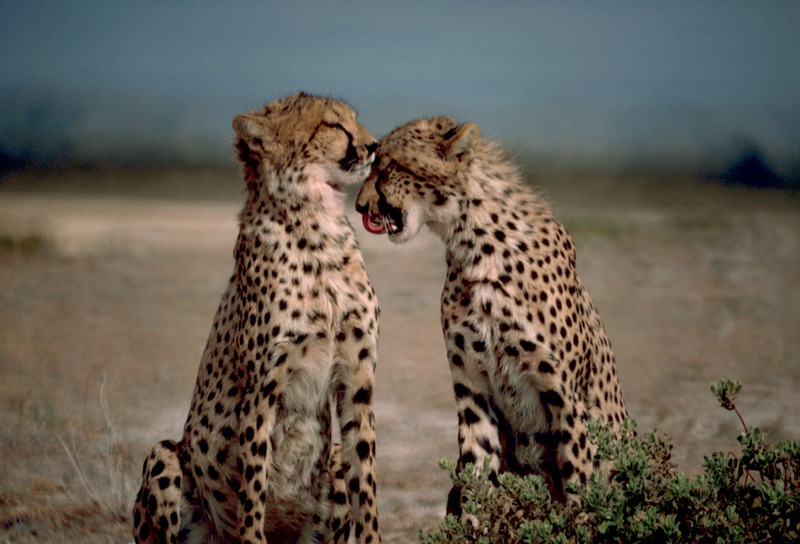 Cheetah (Acinonyx jubatus){!--치타--> pair; DISPLAY FULL IMAGE.