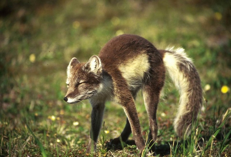 Arctic Fox (Alopex lagopus){!--북극여우/청여우--> - blue phase; DISPLAY FULL IMAGE.