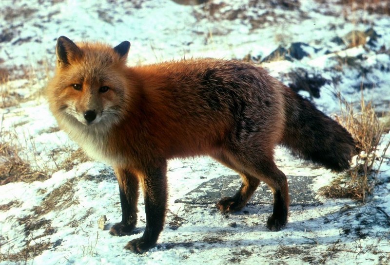 American Red Fox (Vulpes vulpes){!--미국 붉은여우-->; DISPLAY FULL IMAGE.