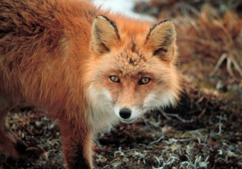American Red Fox (Vulpes vulpes){!--미국 붉은여우--> at Cape Newenham; DISPLAY FULL IMAGE.