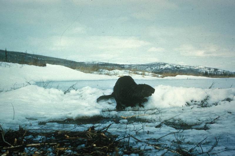 American Beaver (Castor canadensis){!--비버-->; DISPLAY FULL IMAGE.