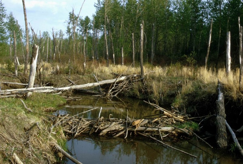 American Beaver (Castor canadensis){!--비버, beavers-->: beaver's dam; DISPLAY FULL IMAGE.