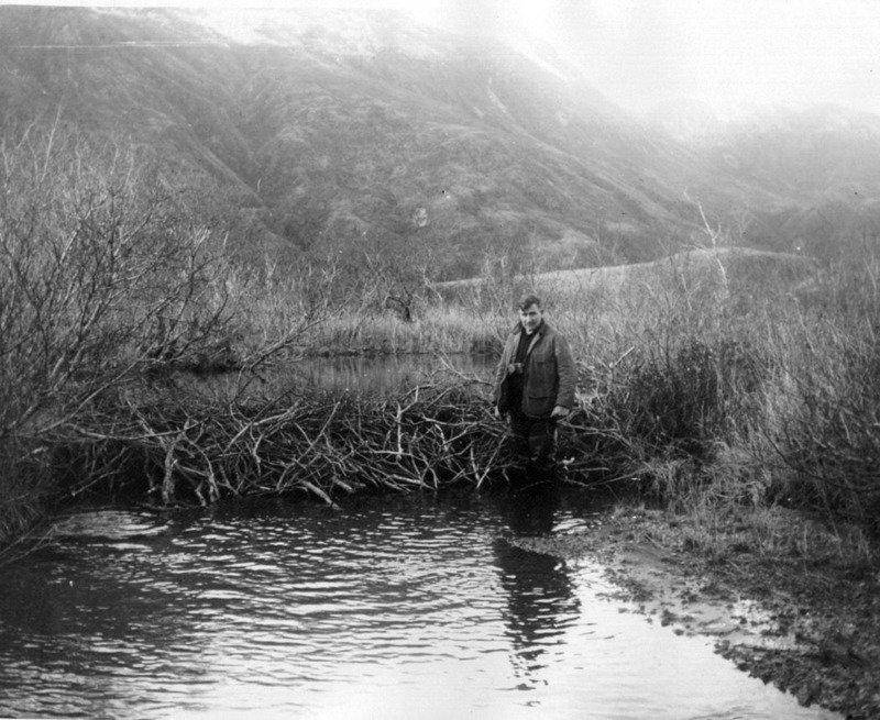 American Beaver (Castor canadensis){!--비버, beavers-->: Beaver Dam, Pasagshak Bay, Kodiak; DISPLAY FULL IMAGE.