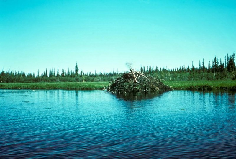 American Beaver (Castor canadensis){!--비버 집/굴-->: Beaver Lodge; DISPLAY FULL IMAGE.