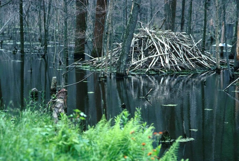 American Beaver (Castor canadensis){!--비버 집/굴-->: Beaver Lodge; DISPLAY FULL IMAGE.
