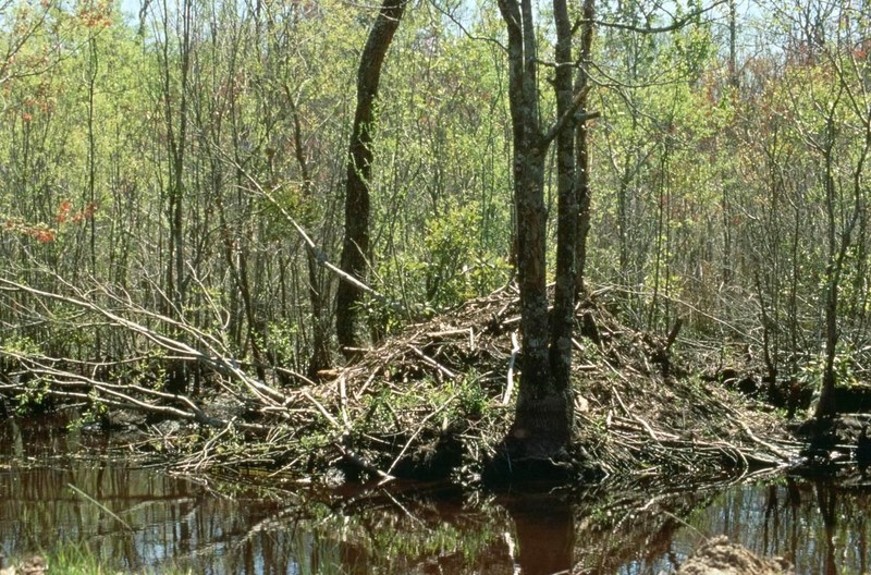 American Beaver (Castor canadensis){!--비버 댐-->: Obstructive Beaver Dam at Alligator River National Wildlife Refuge; DISPLAY FULL IMAGE.