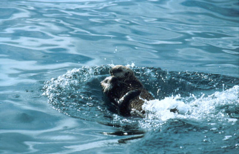 Sea Otter (Enhydra lutris){!--해달/바다수달-->; DISPLAY FULL IMAGE.