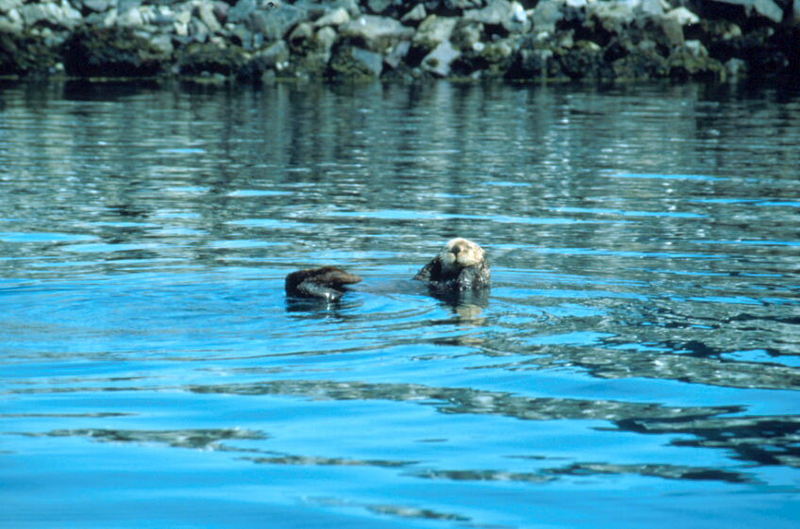 Sea Otter (Enhydra lutris){!--해달/바다수달-->; DISPLAY FULL IMAGE.