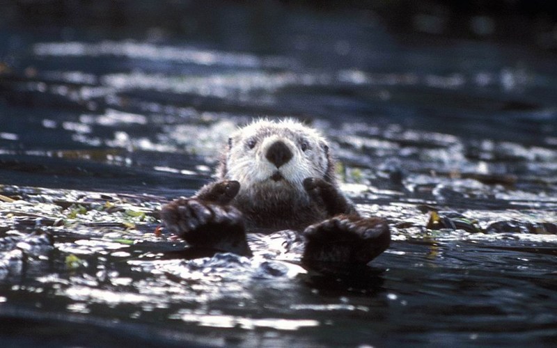 Sea Otter (Enhydra lutris){!--해달/바다수달-->; DISPLAY FULL IMAGE.