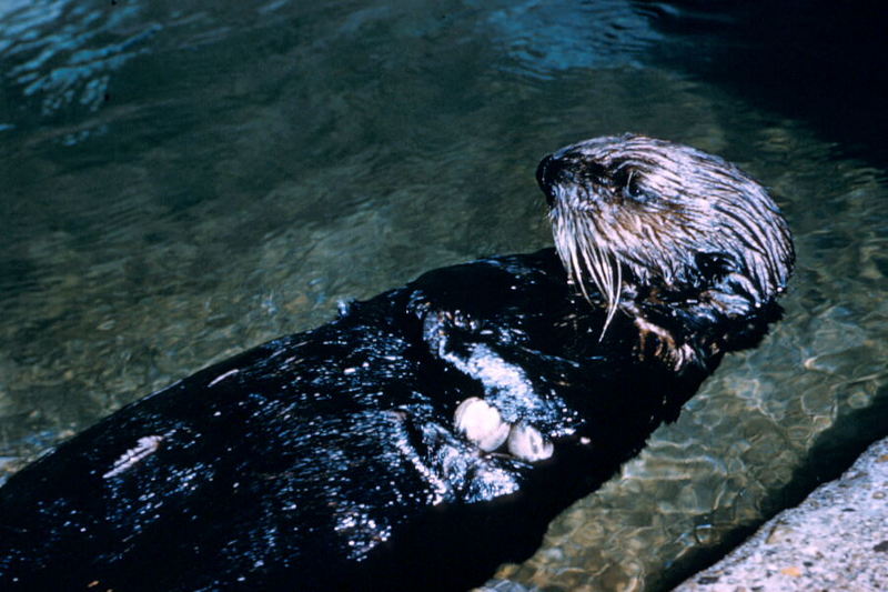 Sea Otter (Enhydra lutris){!--해달/바다수달-->; DISPLAY FULL IMAGE.