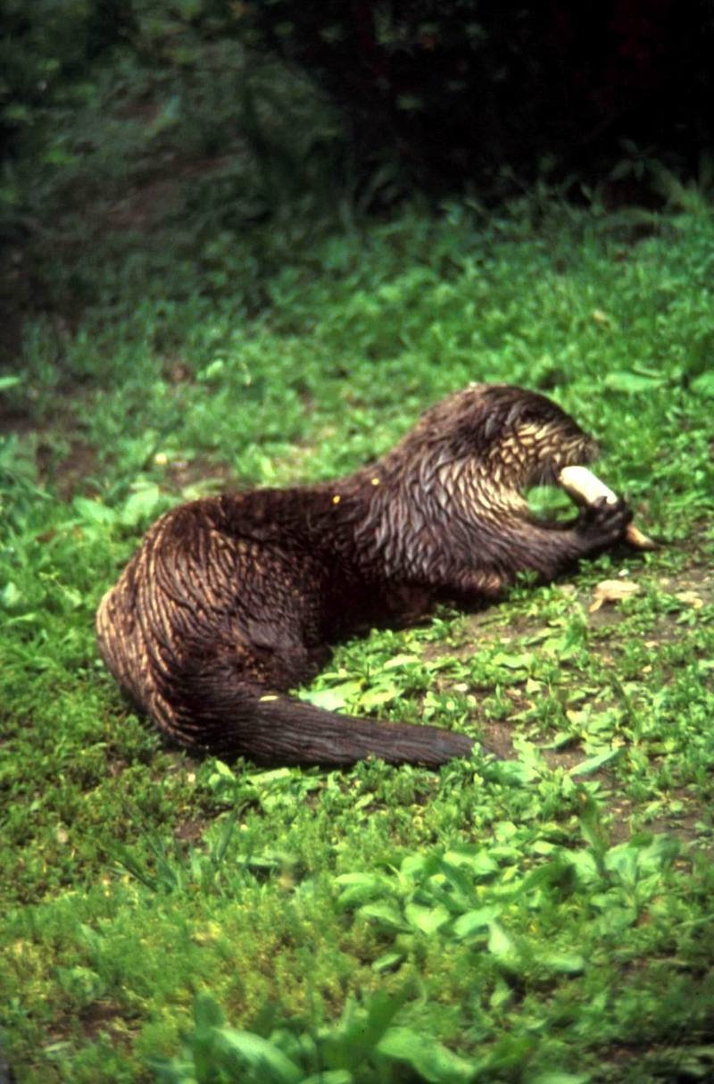 North American River Otter (Lontra canadensis){!--북미수달-->; DISPLAY FULL IMAGE.