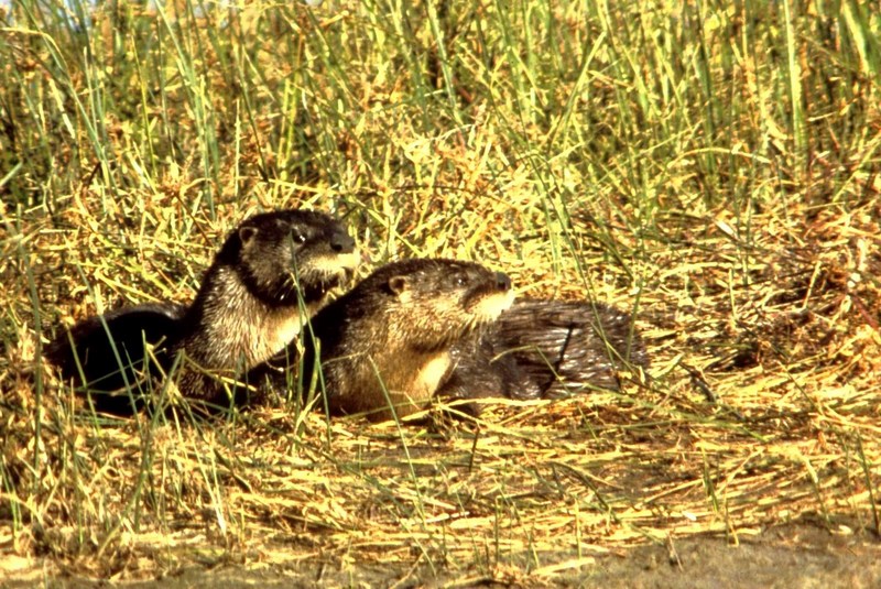 North American River Otter (Lontra canadensis){!--북미수달--> pair; DISPLAY FULL IMAGE.